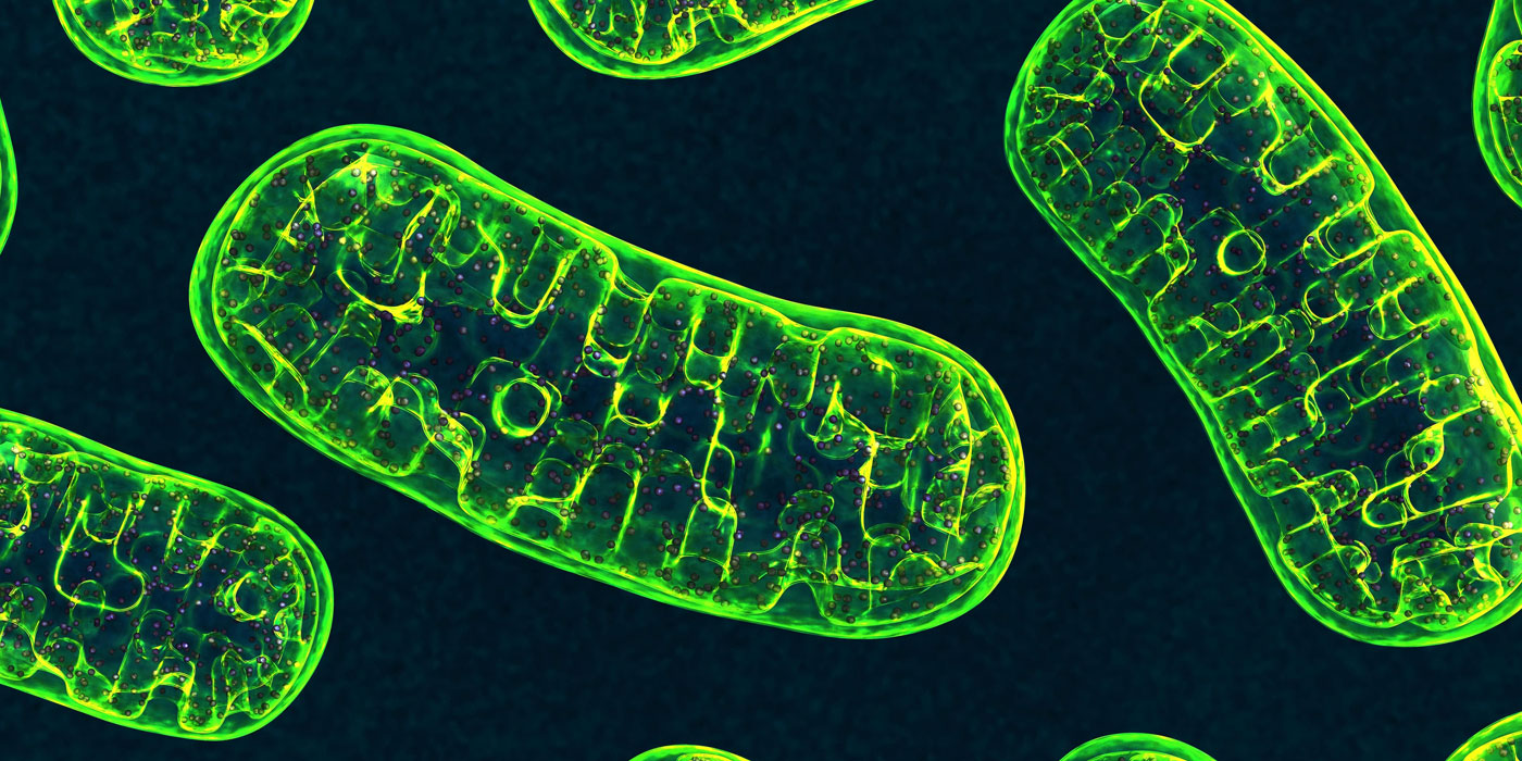 thumbnail de la WS mitochondriale 2021